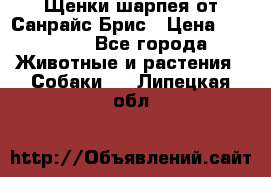 Щенки шарпея от Санрайс Брис › Цена ­ 30 000 - Все города Животные и растения » Собаки   . Липецкая обл.